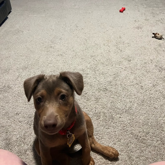 Meet your Posher, Samantha - Picture 3 of 7